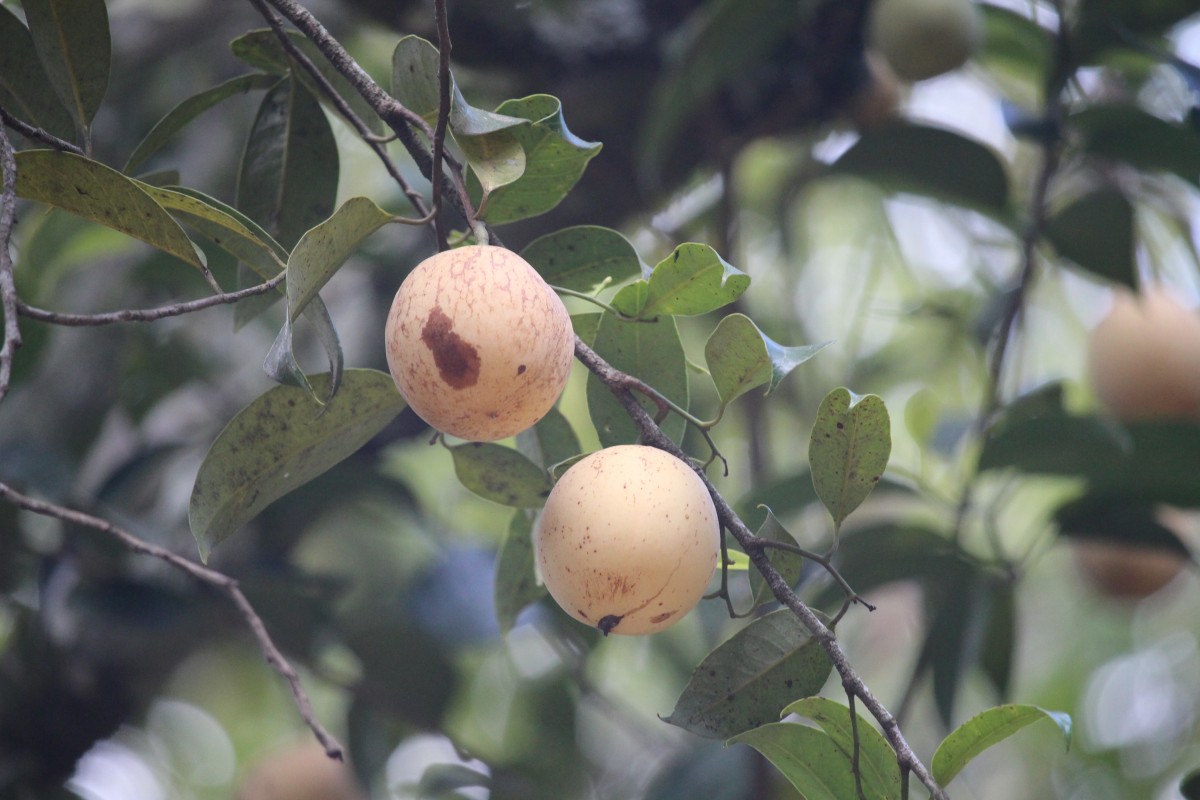 Myristica fragrans Houtt.